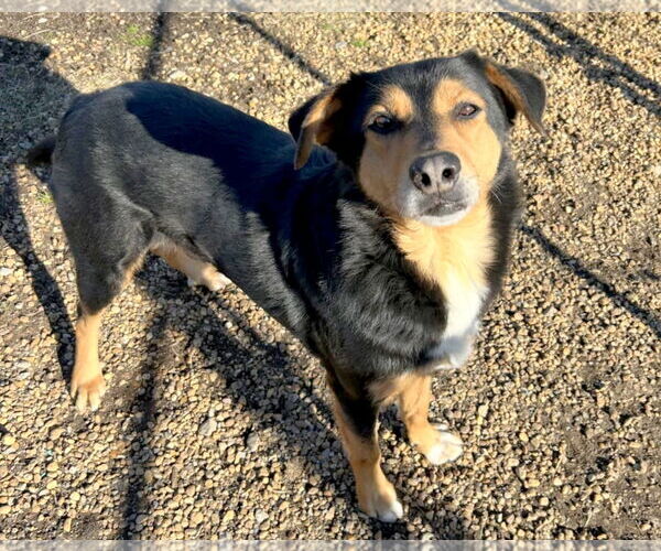 Medium Photo #3 English Shepherd-Unknown Mix Puppy For Sale in Anniston, AL, USA