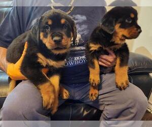 Rottweiler Puppy for sale in CORPUS CHRISTI, TX, USA