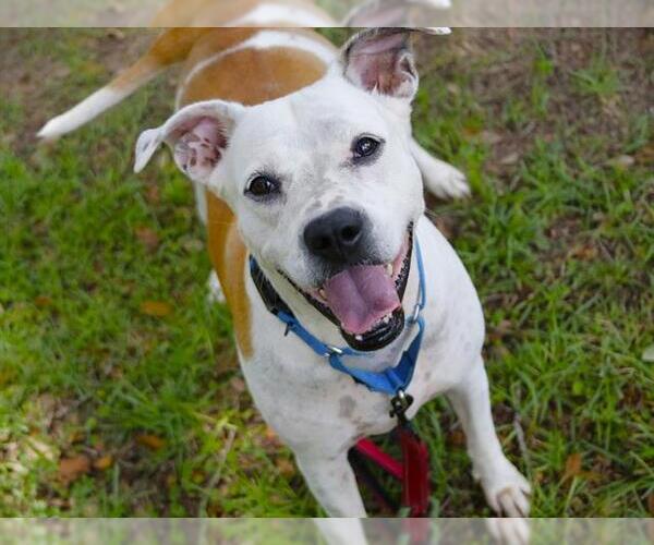 Medium Photo #2 American Pit Bull Terrier Puppy For Sale in Tallahassee, FL, USA