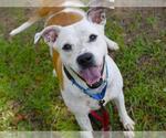Small #1 American Pit Bull Terrier