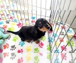 Small #6 Dachshund
