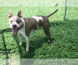 Mutt Dogs for adoption in Abbeville, LA, USA