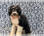 Small Photo #7 Miniature Bernedoodle Puppy For Sale in LAKELAND, FL, USA
