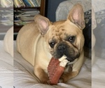 Small Photo #1 French Bulldog Puppy For Sale in OWASSO, OK, USA