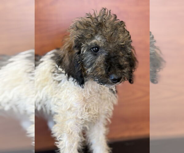 Medium Photo #8 Bernese Mountain Dog-Poodle (Miniature) Mix Puppy For Sale in Valrico, FL, USA