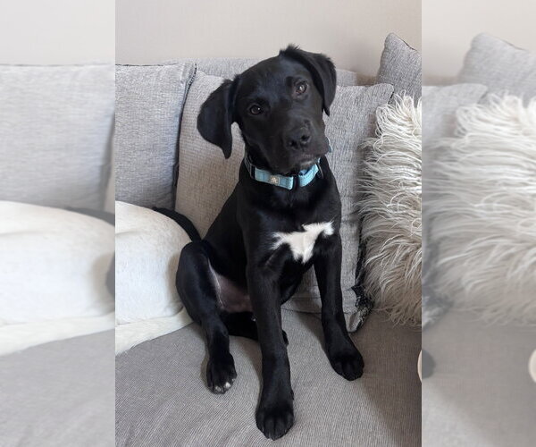 Medium Photo #4 Labrador Retriever-Unknown Mix Puppy For Sale in Boston, MA, USA