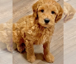 Goldendoodle (Miniature) Puppy for sale in SODDY DAISY, TN, USA