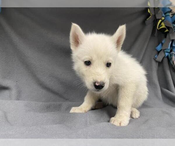 Medium Photo #1 Siberian Husky Puppy For Sale in HESPERIA, CA, USA