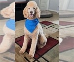 Small Photo #1 Goldendoodle Puppy For Sale in PHOENIX, AZ, USA