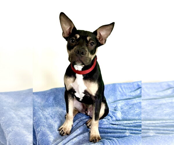 Medium Photo #2 Mutt Puppy For Sale in Spring Lake, NJ, USA