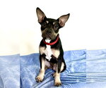 Small #1 Mutt