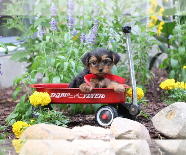 Medium Photo #7 Yorkshire Terrier Puppy For Sale in HUMBOLDT, IL, USA