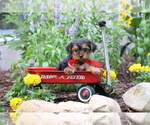 Small #6 Yorkshire Terrier