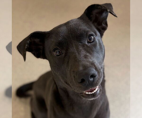 Medium Photo #1 Mutt Puppy For Sale in Jefferson, WI, USA