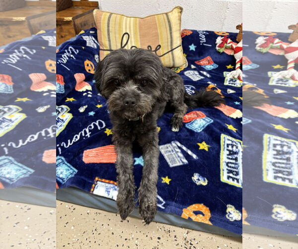 Medium Photo #2 Cairn Terrier Puppy For Sale in York, SC, USA