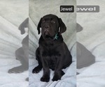 Small #1 Cane Corso