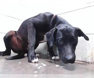 Mutt Dogs for adoption in Tulsa, OK, USA