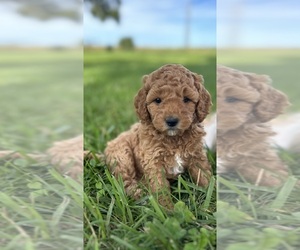 Cavapoo Puppy for sale in SEYMOUR, MO, USA