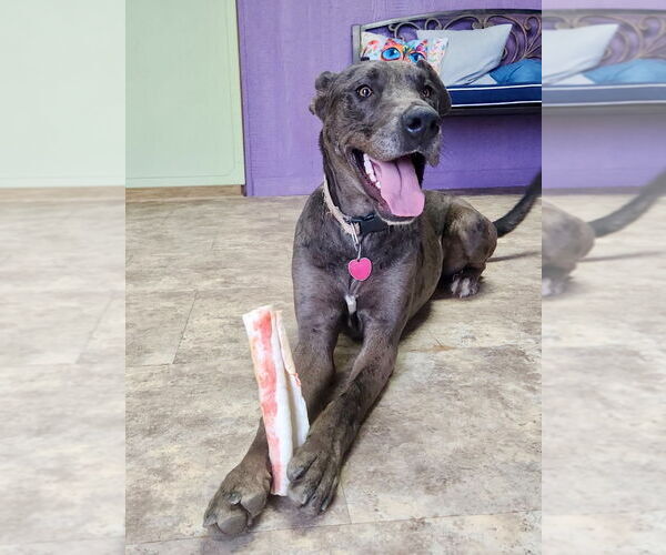 Medium Photo #1 Great Dane-Unknown Mix Puppy For Sale in Bullard, TX, USA