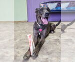 Small Great Dane Mix