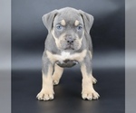 Image preview for Ad Listing. Nickname: Duce