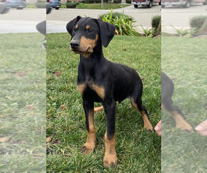 Doberman Pinscher Puppy for Sale in PATTERSON, California USA
