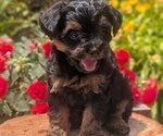 Small Photo #25 Yorkipoo Puppy For Sale in GOSHEN, IN, USA