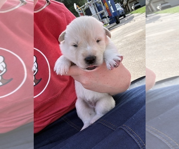 Medium Photo #7 Ausky-Great Pyrenees Mix Puppy For Sale in EDNA, TX, USA