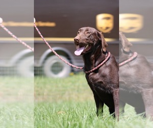Mother of the Labrador Retriever puppies born on 05/23/2026