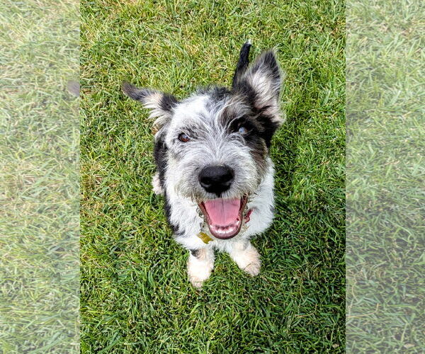 Medium Photo #2 Mutt Puppy For Sale in Sandy, UT, USA