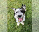 Small #1 Mutt