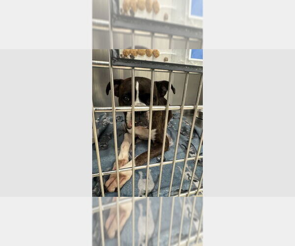 Medium Photo #1 Boxer Puppy For Sale in Austin, TX, USA