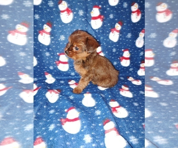Medium Photo #36 YorkiePoo Puppy For Sale in LAPEER, MI, USA