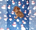 Small Photo #36 YorkiePoo Puppy For Sale in LAPEER, MI, USA