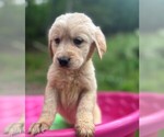 Small #4 Golden Labrador