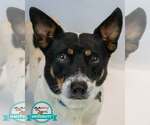 Small Jack-Rat Terrier