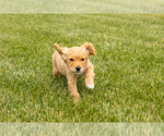 Small Photo #44 Golden Cavadoodle Puppy For Sale in MILLERSBURG, IN, USA