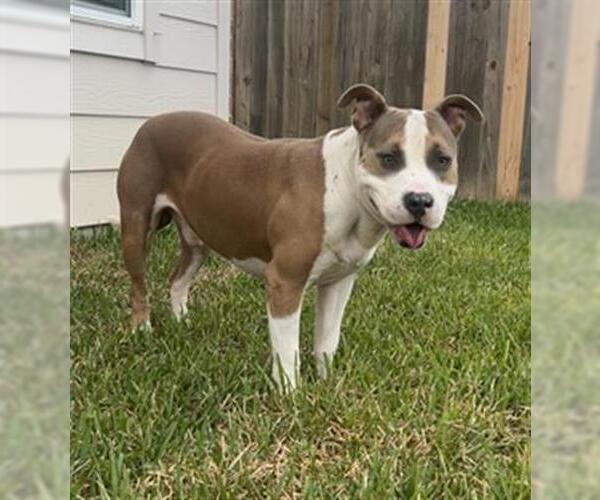 Medium Photo #2 American Pit Bull Terrier-Unknown Mix Puppy For Sale in Baytown, TX, USA