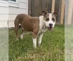 Small Photo #2 American Pit Bull Terrier-Unknown Mix Puppy For Sale in Baytown, TX, USA