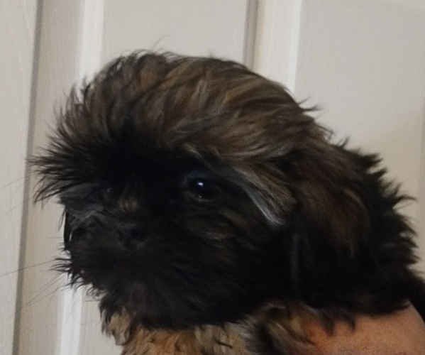 Medium Photo #1 Shih Tzu Puppy For Sale in WESLEY CHAPEL, FL, USA