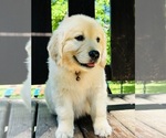 Small Photo #16 Golden Retriever Puppy For Sale in AMITY, AR, USA