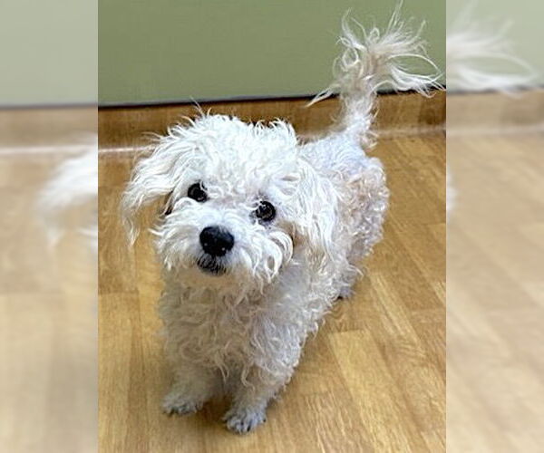 Medium Photo #3 Maltipoo Puppy For Sale in Mount Airy, NC, USA