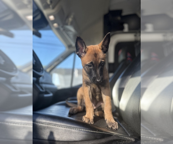 Medium Photo #4 Belgian Malinois Puppy For Sale in S CHARLESTON, WV, USA