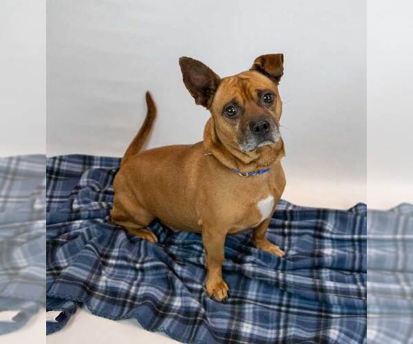 Medium Photo #5 Mutt Puppy For Sale in Kennesaw, GA, USA