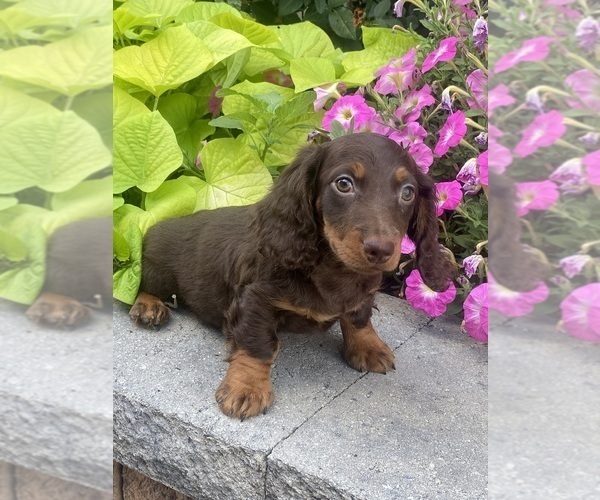 Medium Photo #3 Dachshund Puppy For Sale in CANOGA, NY, USA