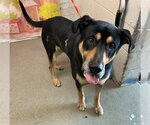 Small Rottweiler