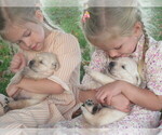 Small #2 English Cream Golden Retriever