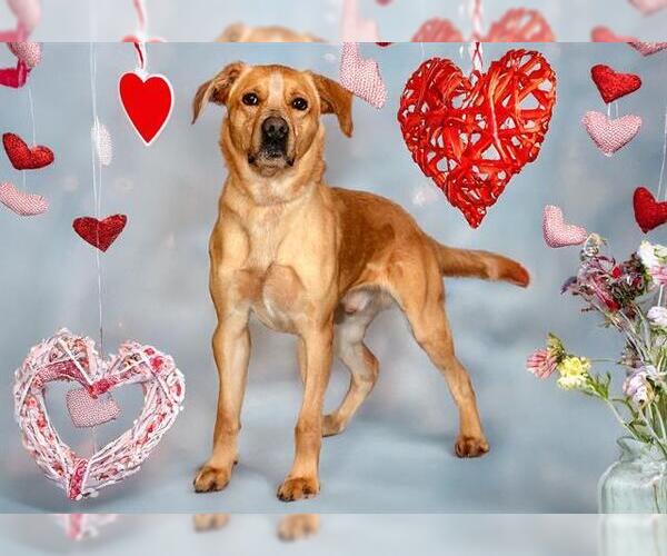 Medium Photo #2 Labrador Retriever-Unknown Mix Puppy For Sale in West Valley, UT, USA