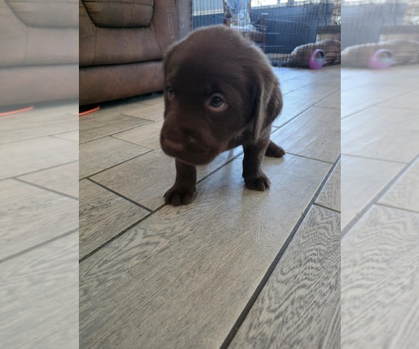 Medium Photo #13 Labrador Retriever Puppy For Sale in SHELBYVILLE, IN, USA
