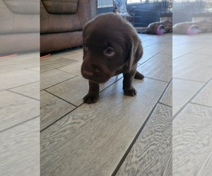 Medium Labrador Retriever